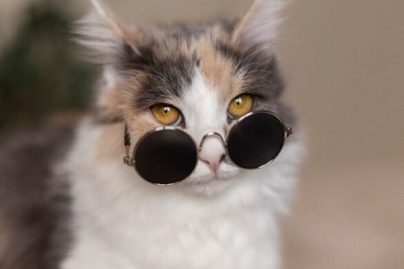 funny cat in sunglasses