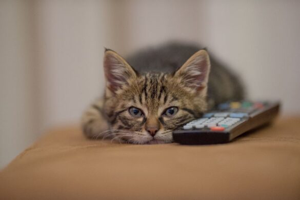 cat watching videos