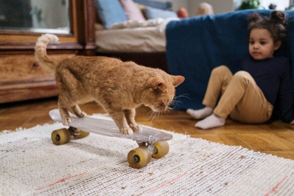 cat standing on a skateboard being entertaining