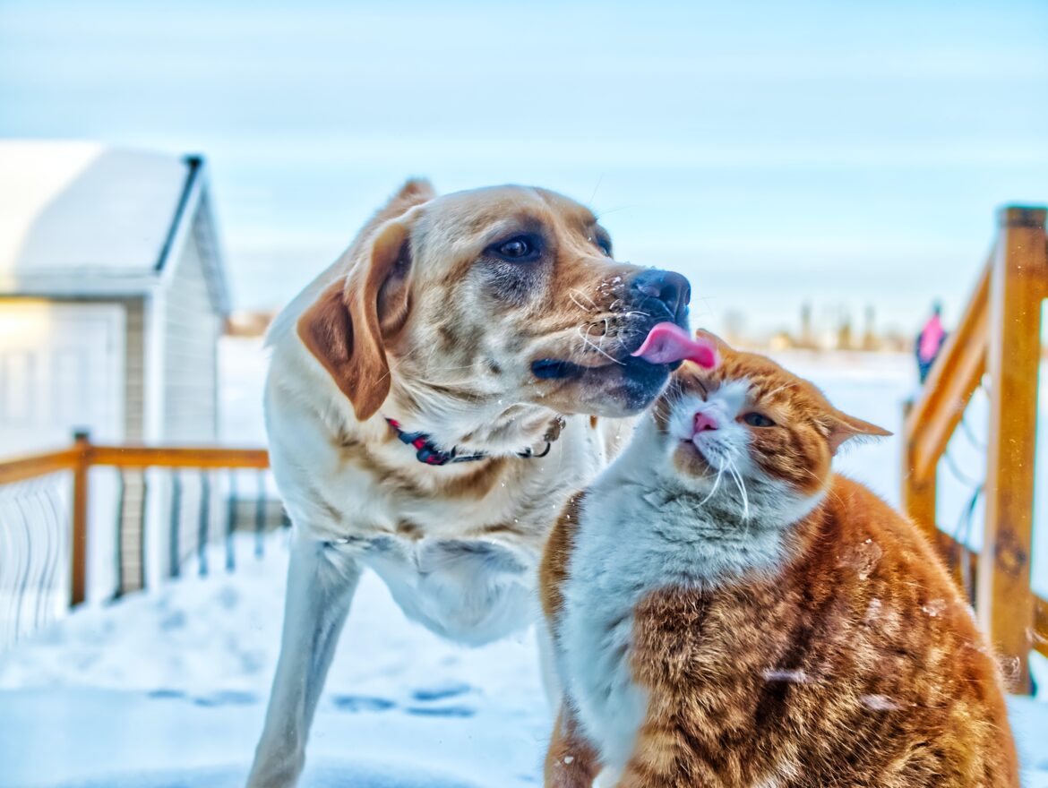 Funny dog licking cat
