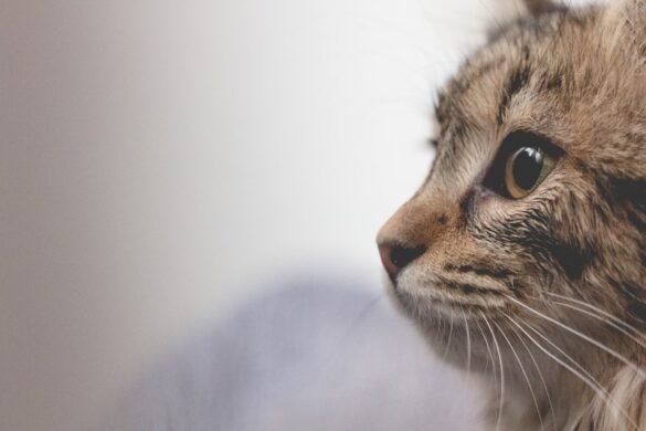 cat looking ponderingly, like as if too cry