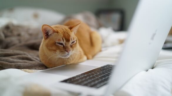 cat watching laptop screen and keeping a straight face