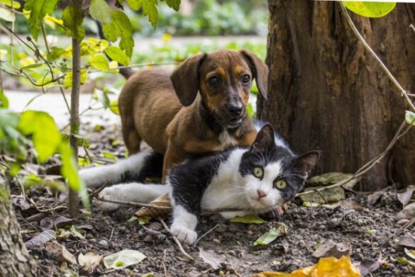 dog sitting on cat