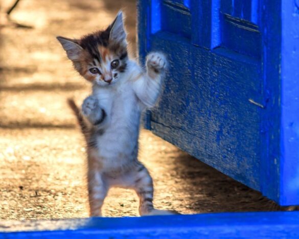 Kitty dancing