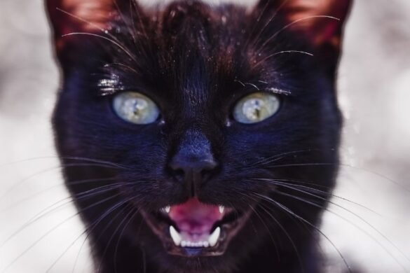 black cat meowing