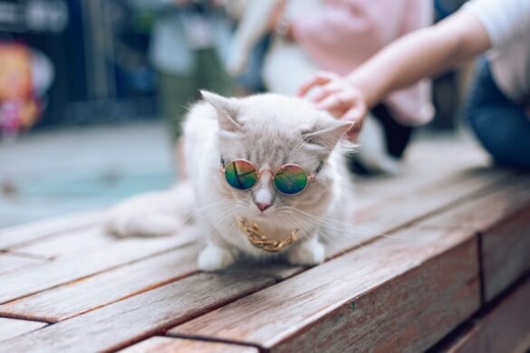cat with sunglasses acting cool